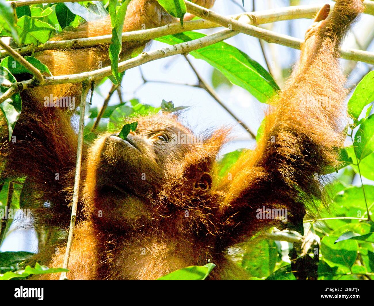 Closeup of cute juvenile Orangutan (Pongo pygmaeus abelii) swinging in trees in Bukit Lawang, Sumatra. Stock Photo