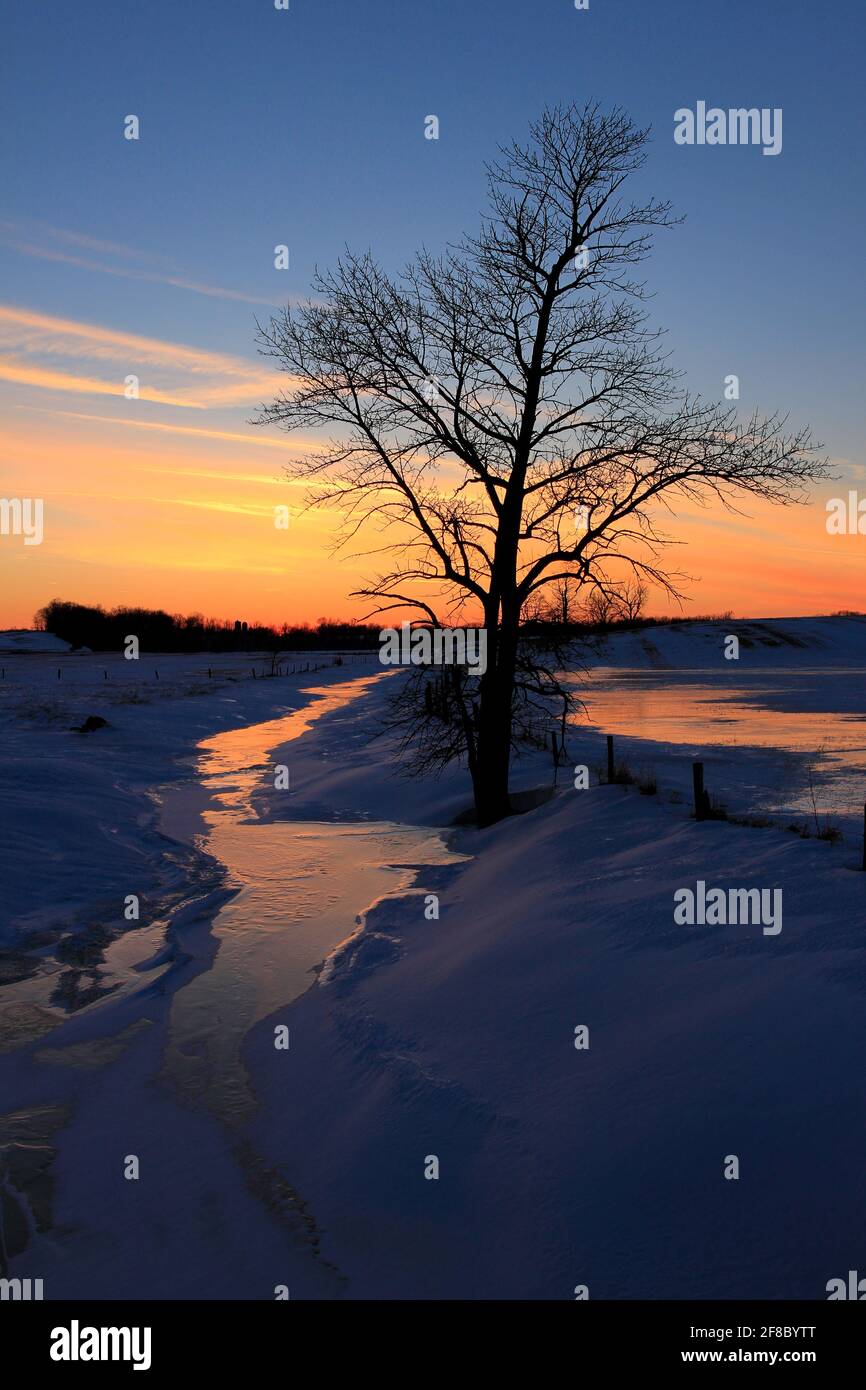 Silhouette of tree in winter with sunset reflected in ice and snow in rural Wisconsin Stock Photo