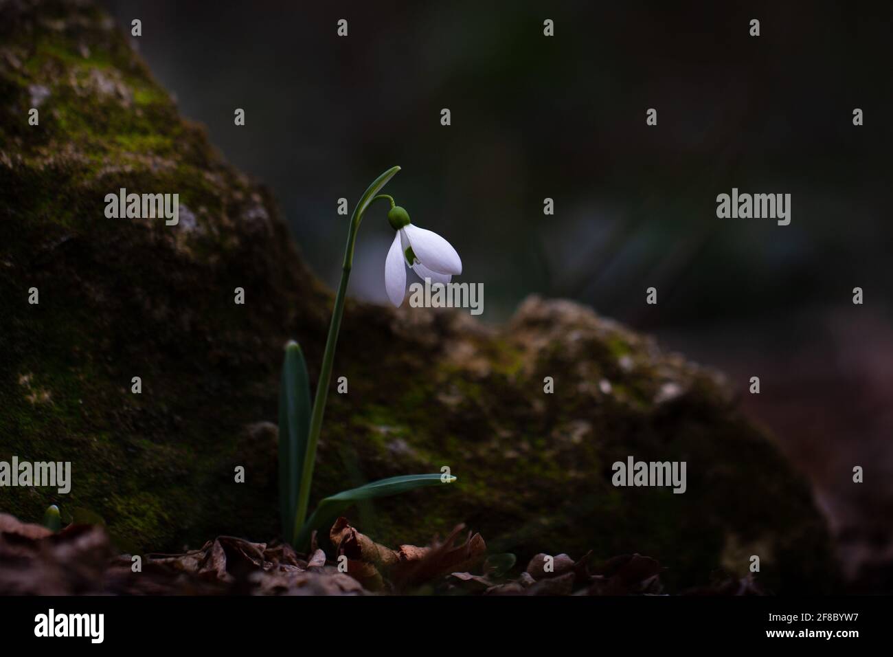 Close up wild blooming galanthus flower in dark spring forest Stock Photo