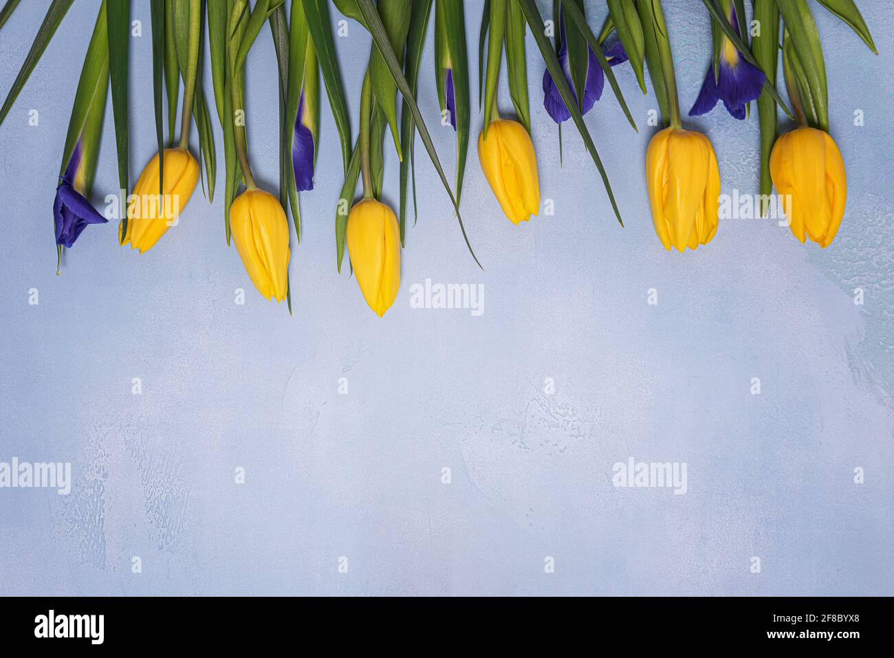 Group of yellow tulip and blue iris natural flowers with green leaves on blue textured concrete. Seasonal background with fresh natural flower flat la Stock Photo