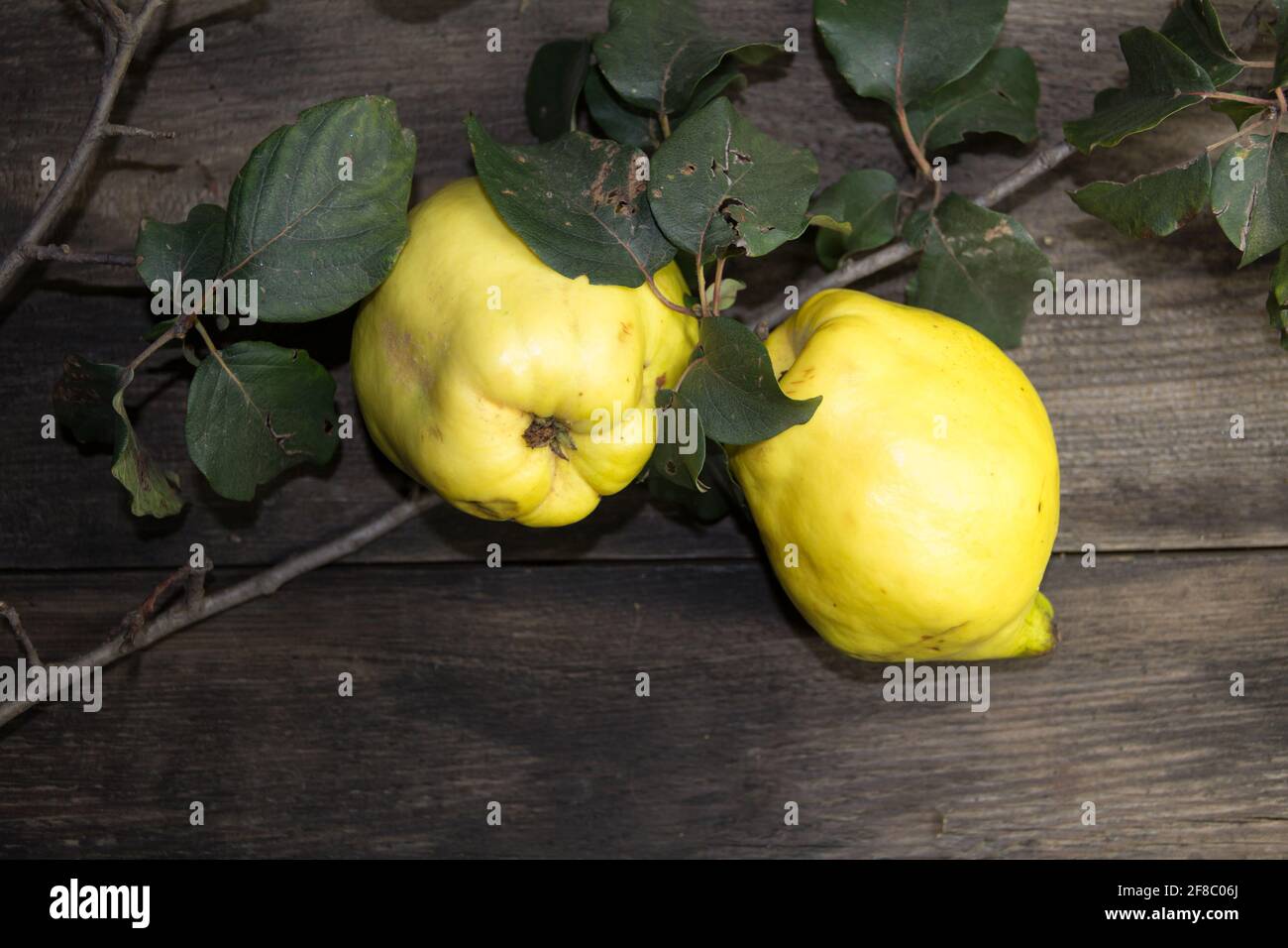 quince branch, leaves and fruits of quinces on rustic wood Stock Photo