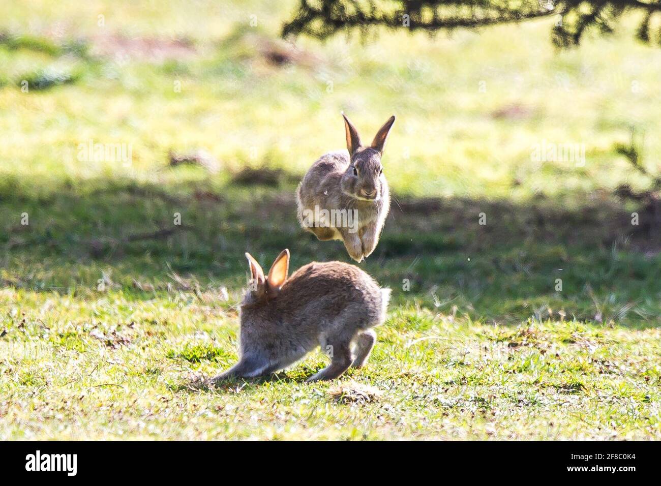 Leaping rabbit hires stock photography and images Alamy