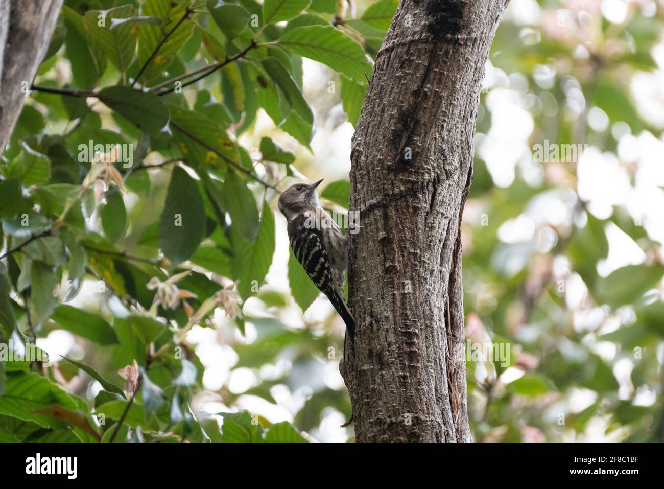 Japanese pygmy woodpecker  (Dendrocopos kizuki),  Isehara City, Kanagawa Prefecture, Japan Stock Photo