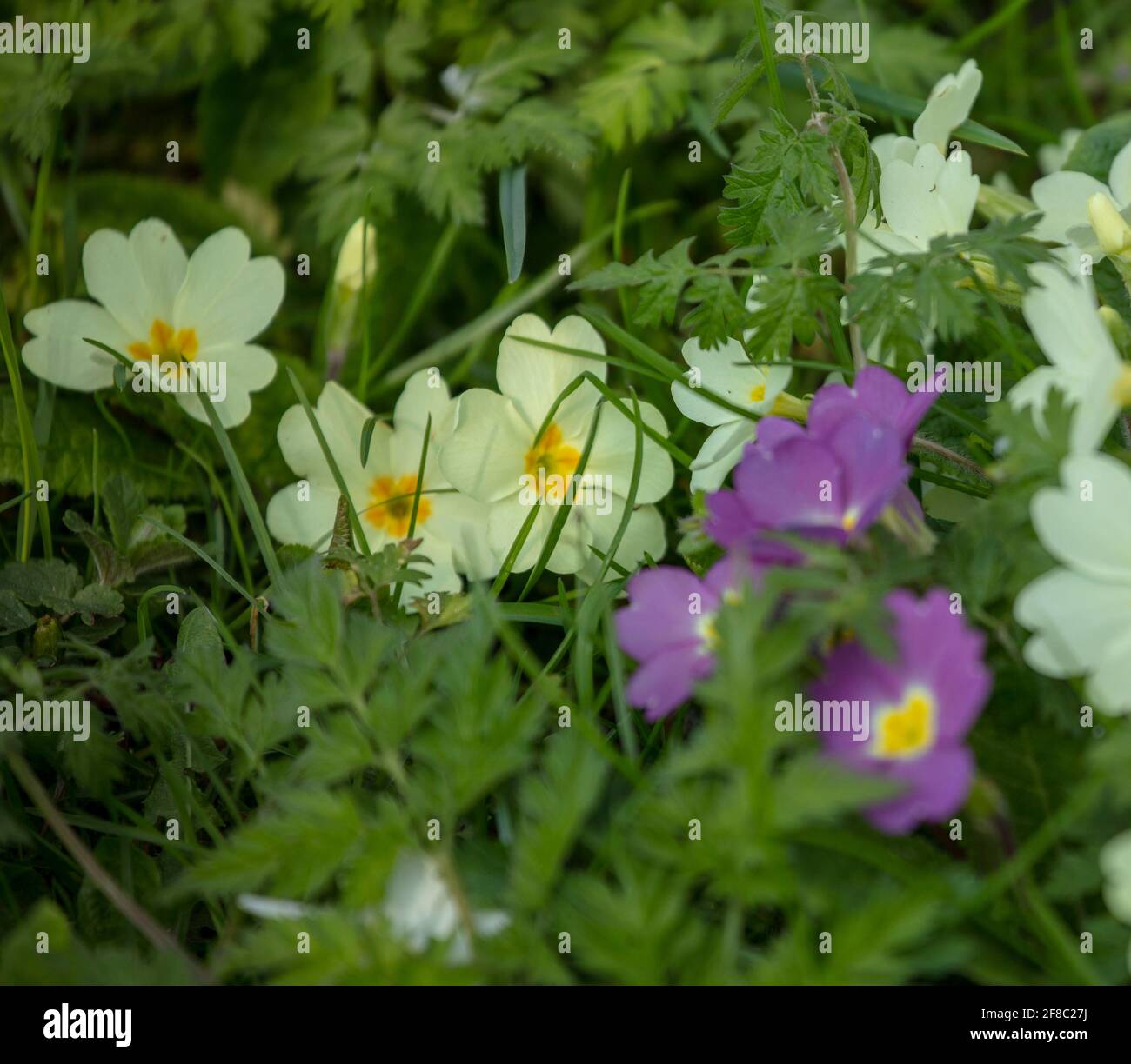 Spring flowering Primulas {Primrose} in spring sunshine Stock Photo