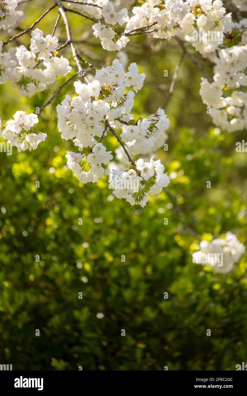 Captivating ornamental spring blossom in bright spring sunshine Stock ...