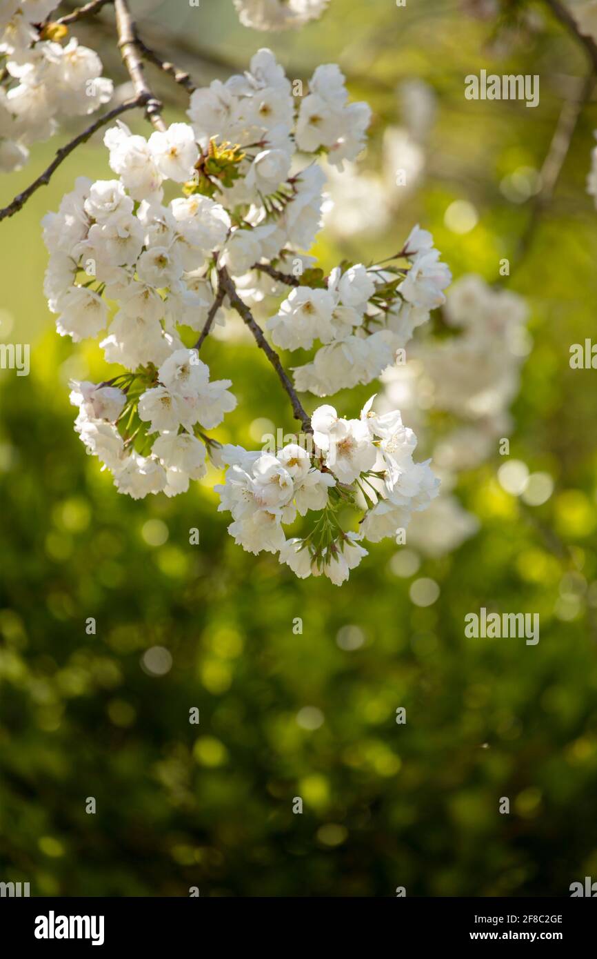Captivating ornamental spring blossom in bright spring sunshine Stock ...