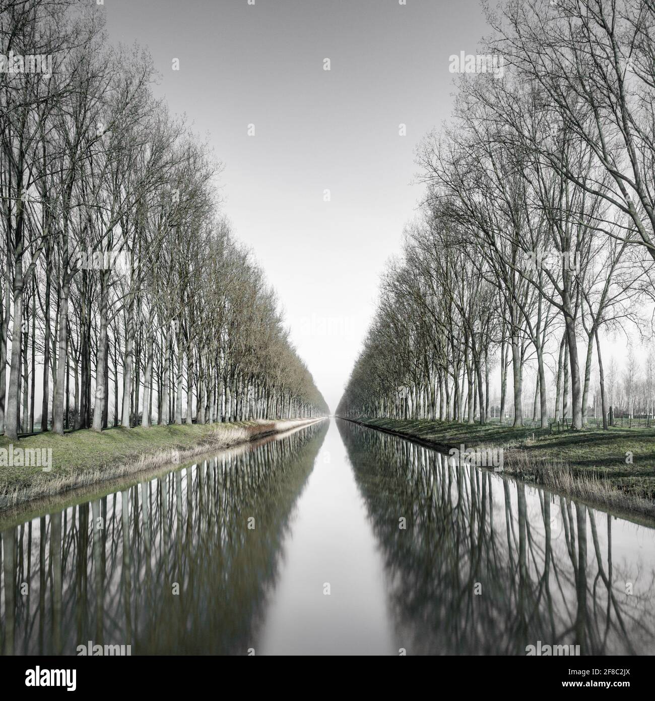 Trees lining the Damme Canal, Belgium Stock Photo