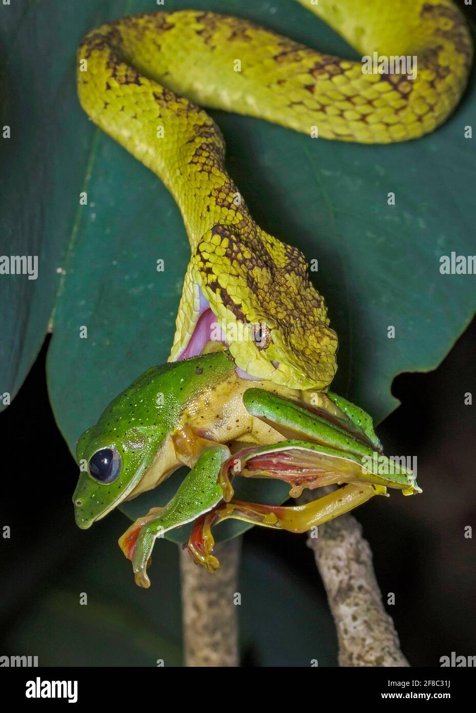 The gliding frog hung out of the vipers mouth - seemingly accepting his fate. AGUMBE, INDIA: MATING season was cut short for this poor frog after a de Stock Photo