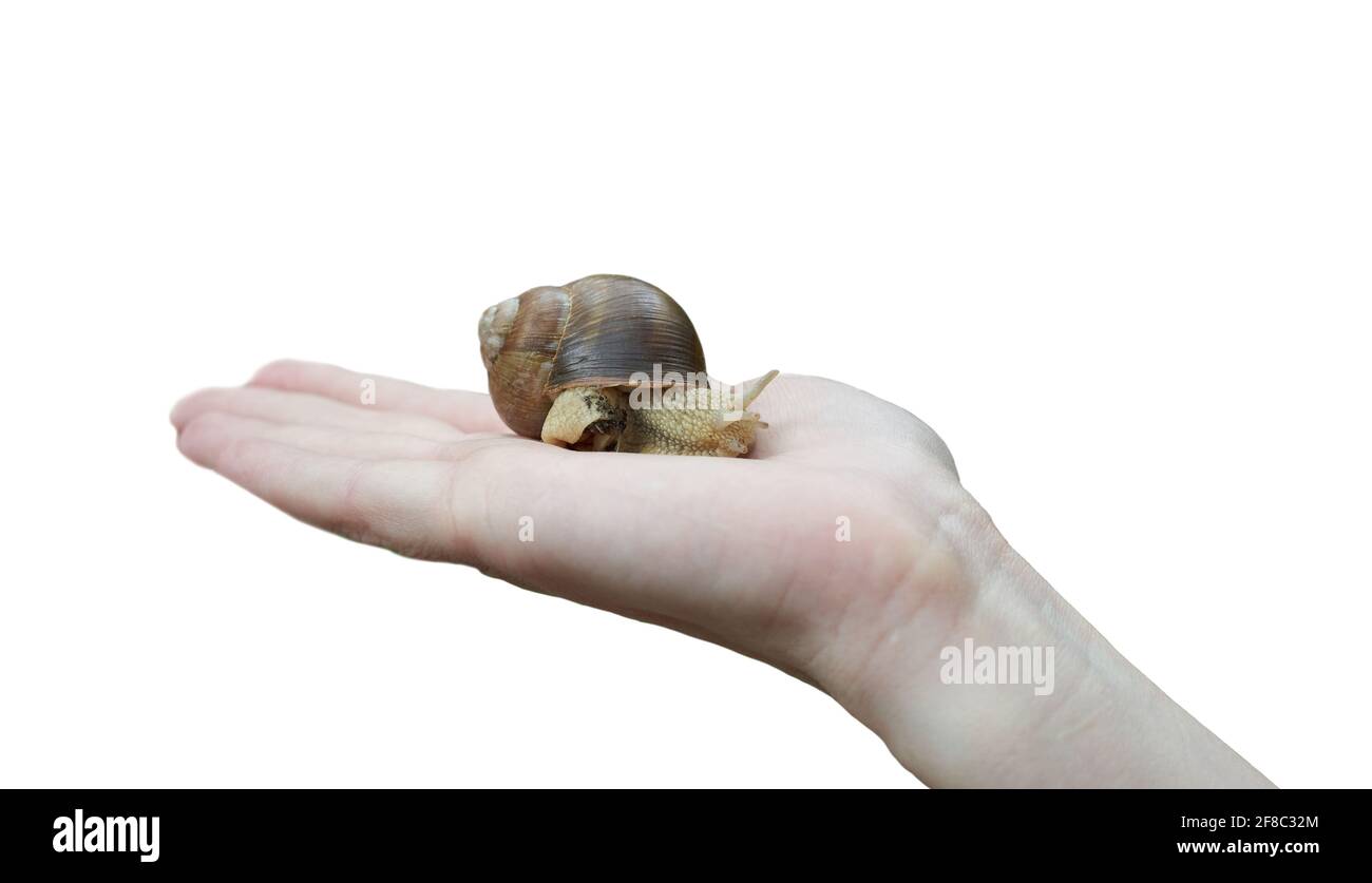Female hand holding big snail Stock Photo