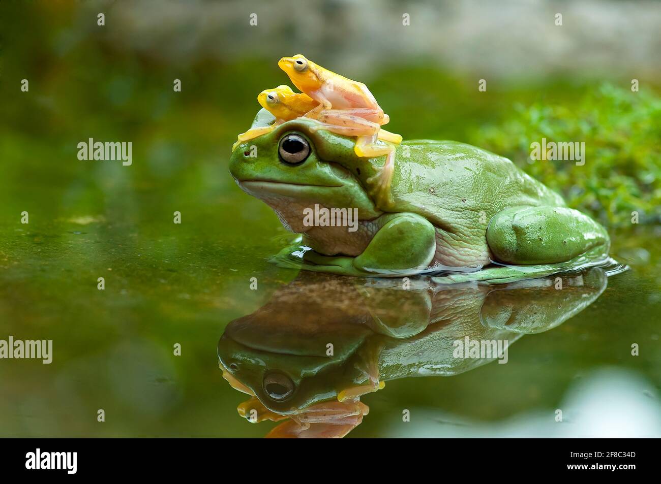 PADANG, INDONESIA: The baby frogs perched on top of the dumpy tree frog. HILARIOUS pictures show that social distancing rules do not apply to frogs as Stock Photo