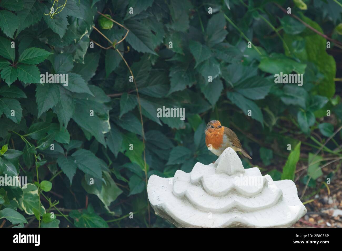 A robin perches in an English garden looking for an insect for its lunch Stock Photo