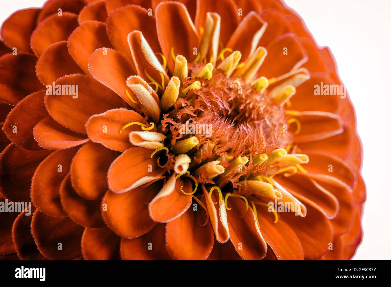 Red Dahlia flower, macro photography or extreme close-up Stock Photo