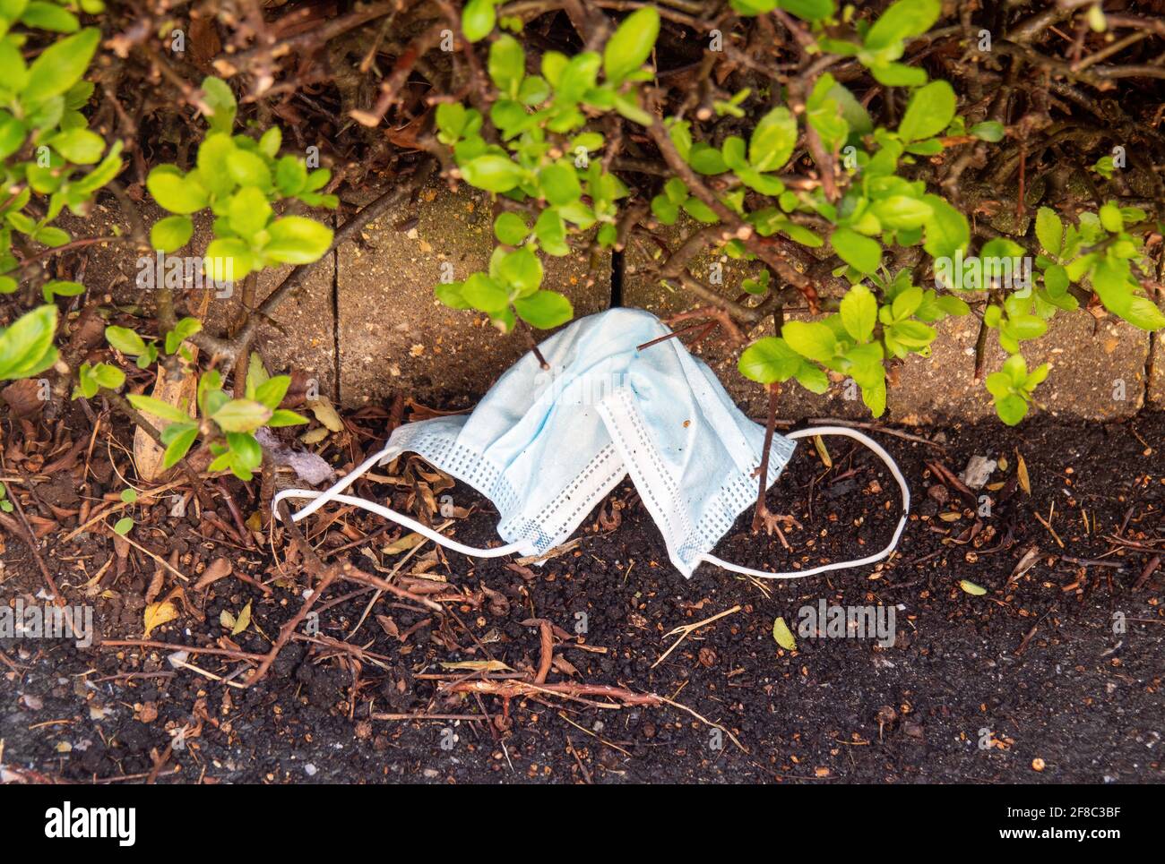 Discarded disposable face mask from pandemic, covid, coronavirus. Environmental pollution. Stock Photo