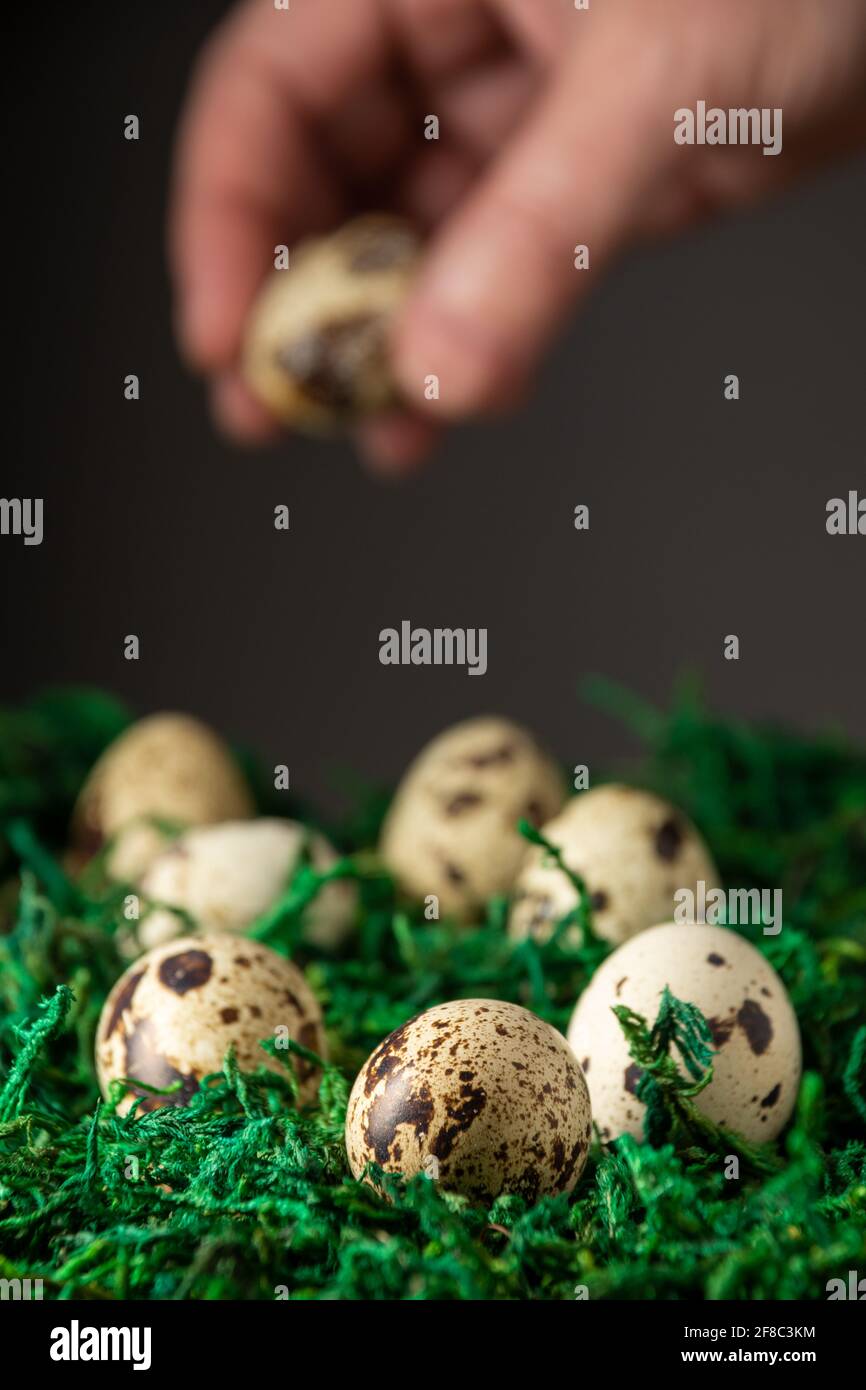 Close-up of quail eggs on green grass, hand holding an egg, selective focus, black background, vertical Stock Photo