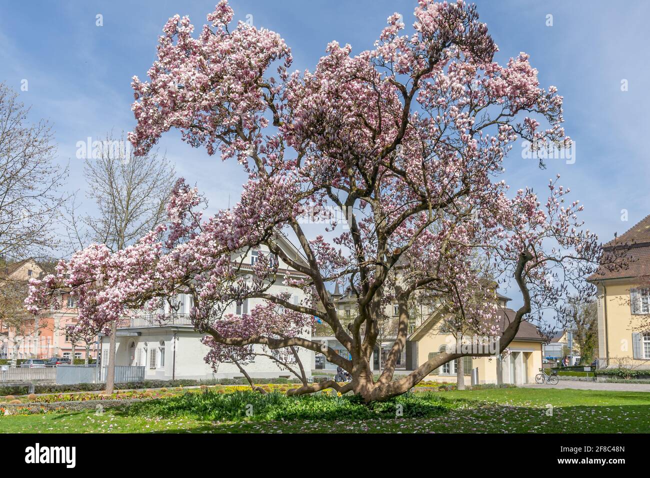 Big blossoming magnolia tree in park of government of Brugg city. Brugg, Switzerland - 5. April 2021 Stock Photo