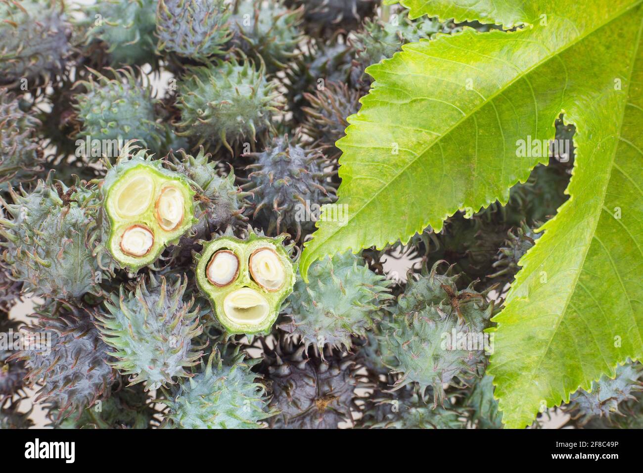 Green castor fruits Ricinus communis Stock Photo Alamy