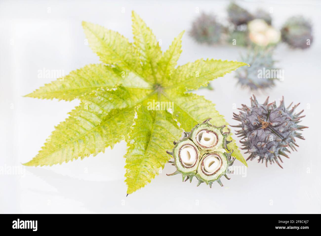 Green castor fruits Ricinus communis Stock Photo Alamy