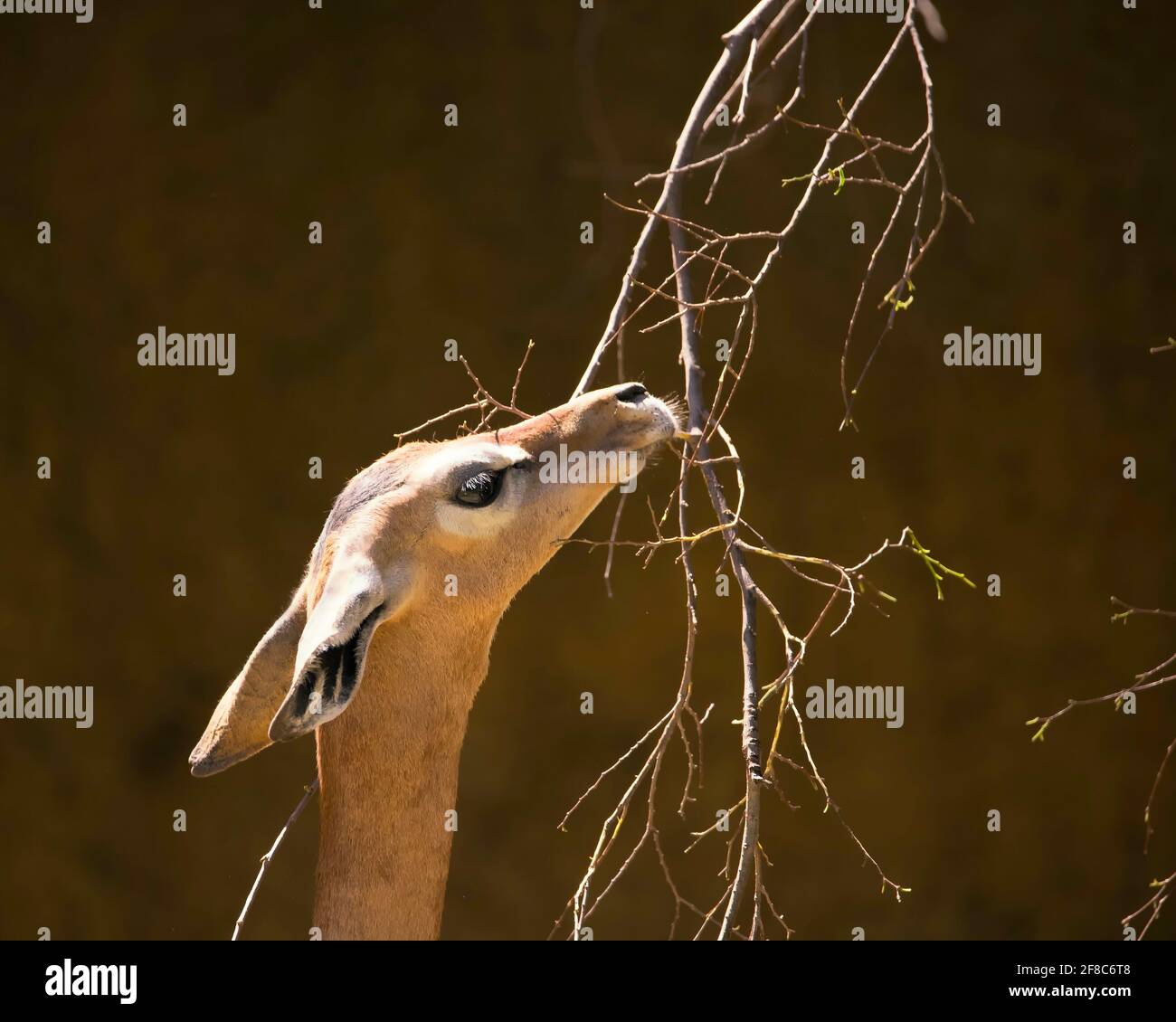 Los Angeles, CA, USA: March 31, 2021: A portrait of a Gerenuk as it feeds on leaves at the LA Zoo in Los Angeles, CA. Stock Photo