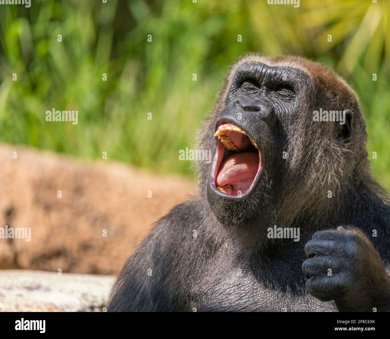 Los Angeles, CA, USA: March 31, 2021: A portrait of a Western Lowland Gorilla at the LA Zoo in Los Angeles, CA. Stock Photo
