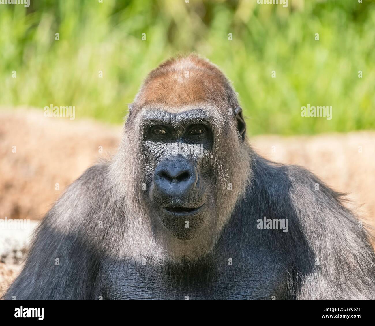 Los Angeles, CA, USA: March 31, 2021: A portrait of a Western Lowland Gorilla at the LA Zoo in Los Angeles, CA. Stock Photo
