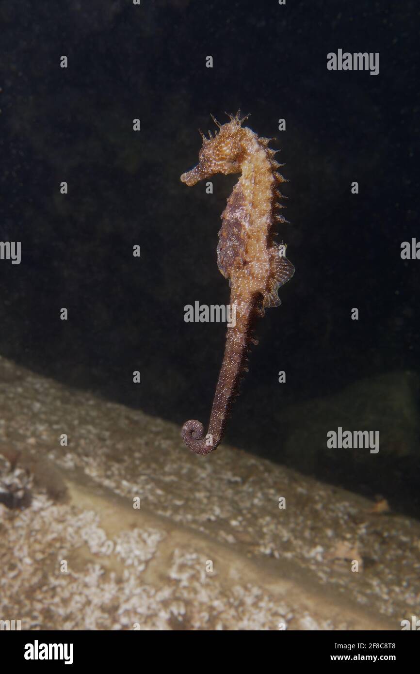 Long-snouted seahorse or Spiny seahorse (Hippocampus guttulatus) in Etang de Thau (France) Stock Photo