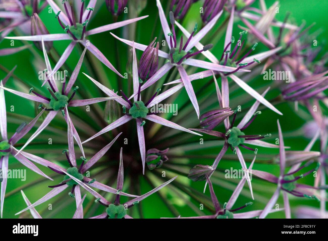 Purple Allium flowerhead closeup Stock Photo