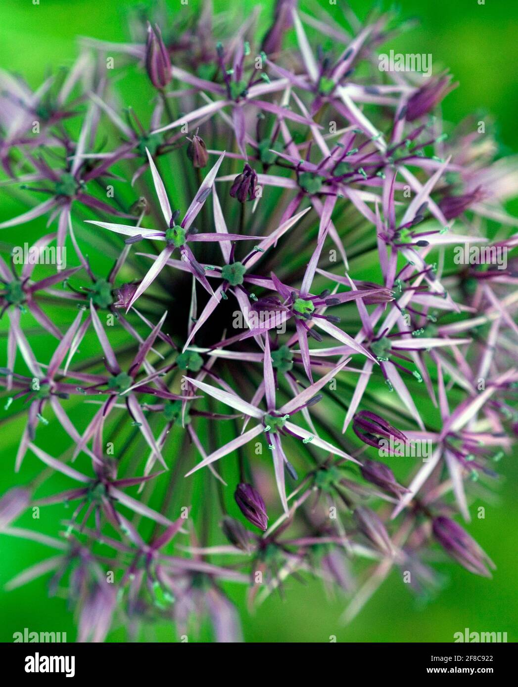 Purple Allium star-shaped flowerhead Stock Photo
