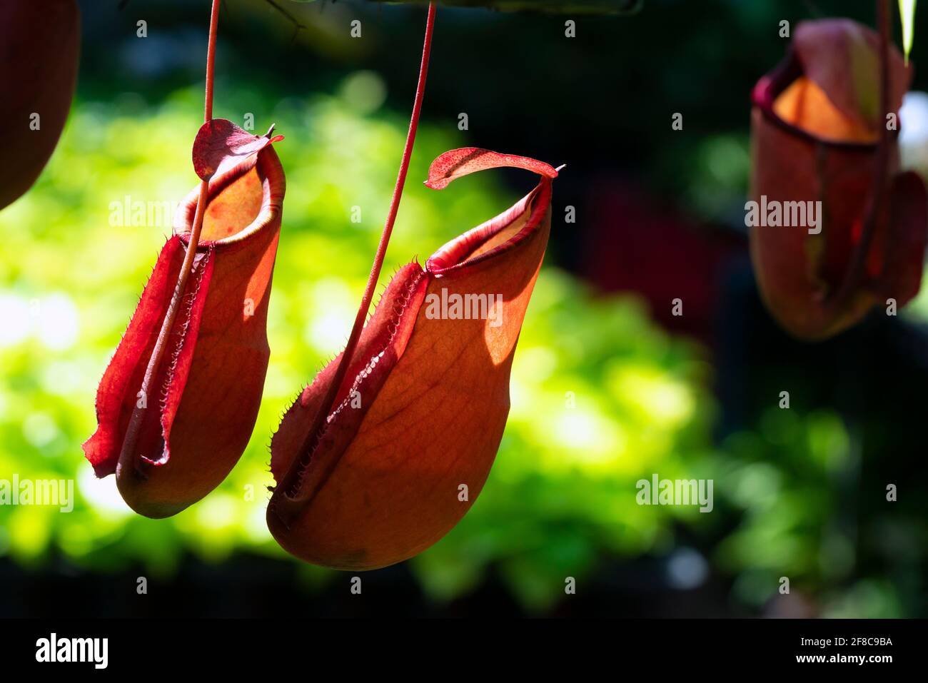 Nepenthes rafflesiana exotic carnivorous plant Stock Photo - Alamy