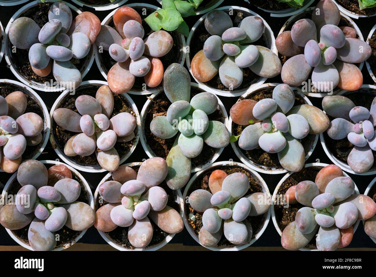 Echeveria lilacina common name ghost echeveria or Mexican hens and chicks  is a species of succulent plants in the genus Echeveria belonging to the  fam Stock Photo - Alamy, image size:1300x957