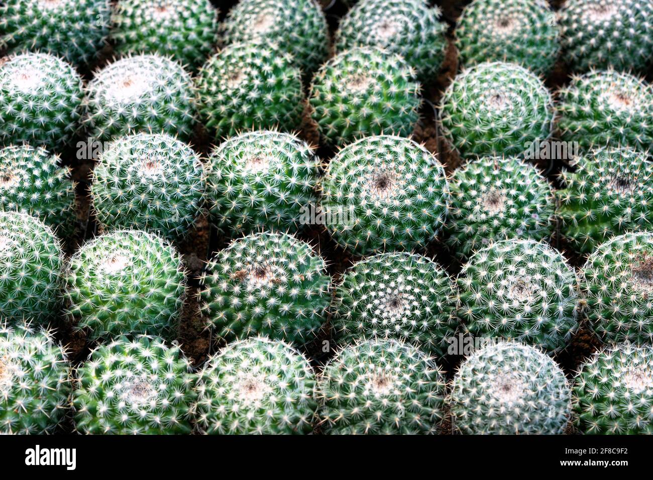 Selective focus close-up top-view shot on Golden barrel cactus (Echinocactus grusonii) cluster. well known species of cactus, endemic to east-central Stock Photo