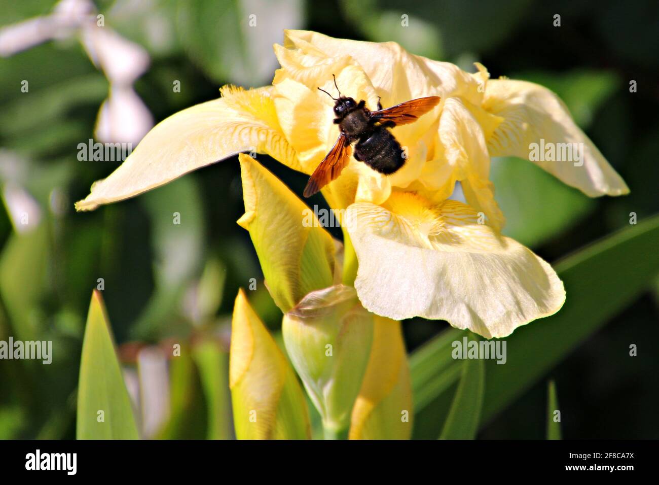 Polinizacao Hi Res Stock Photography And Images Alamy Polinizacao Hi Res Stock Photography And Images Alamy