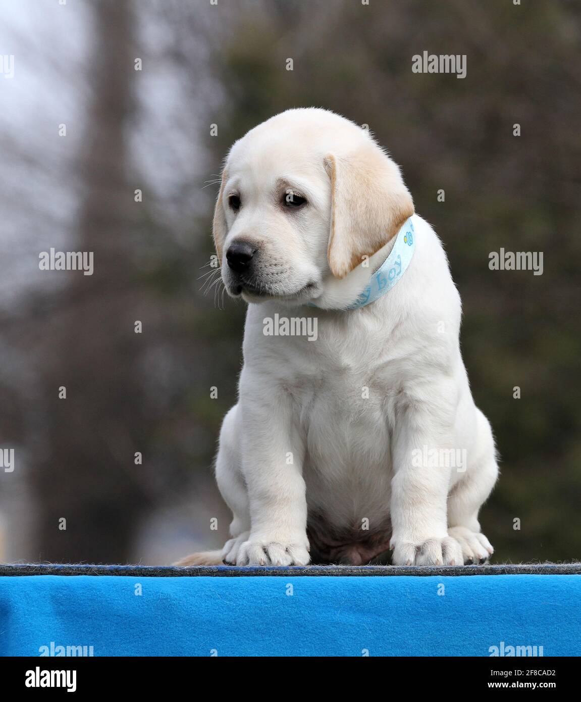 nice yellow labrador puppy on the blue background Stock Photo - Alamy