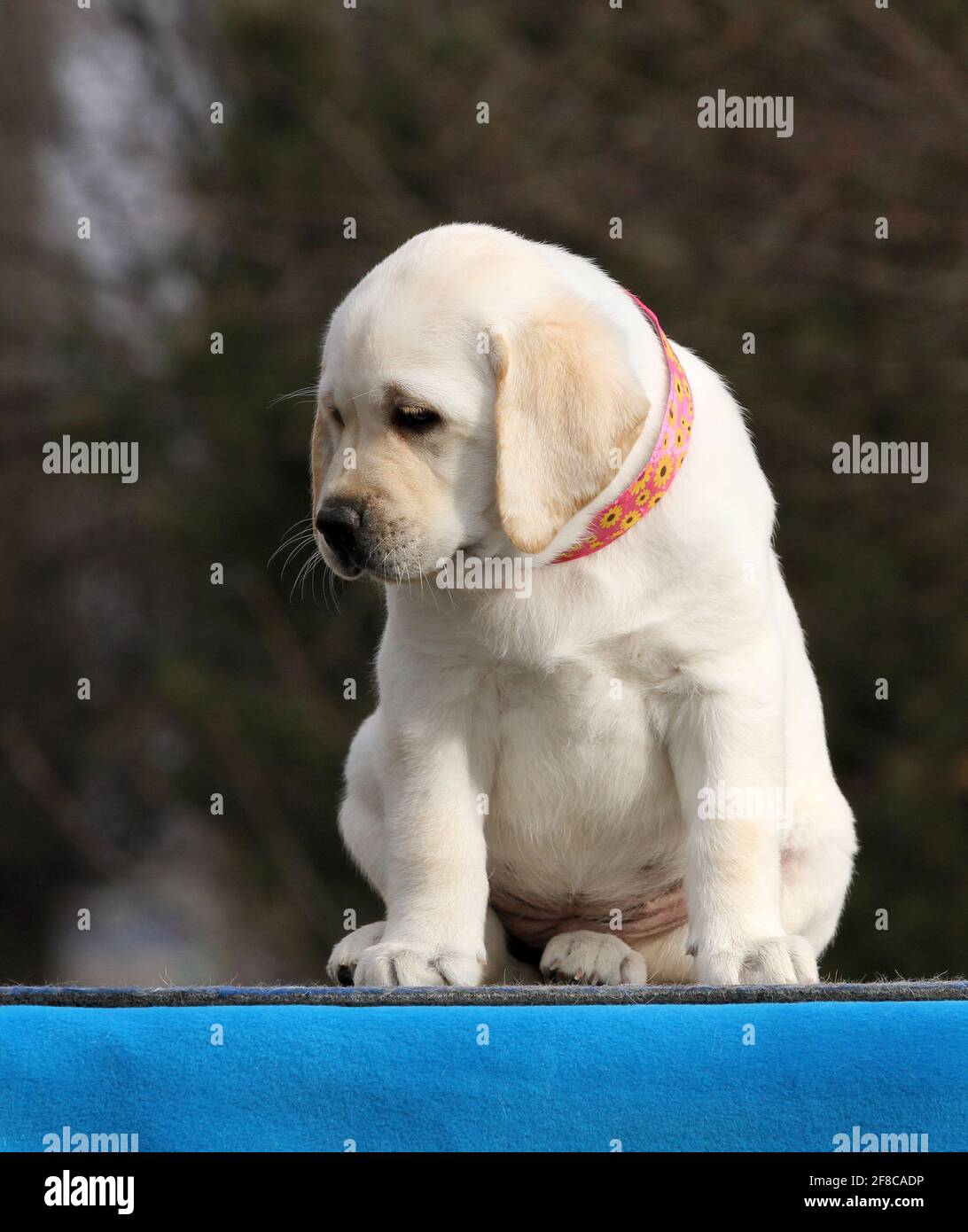 the nice yellow labrador puppy on the blue background Stock Photo - Alamy