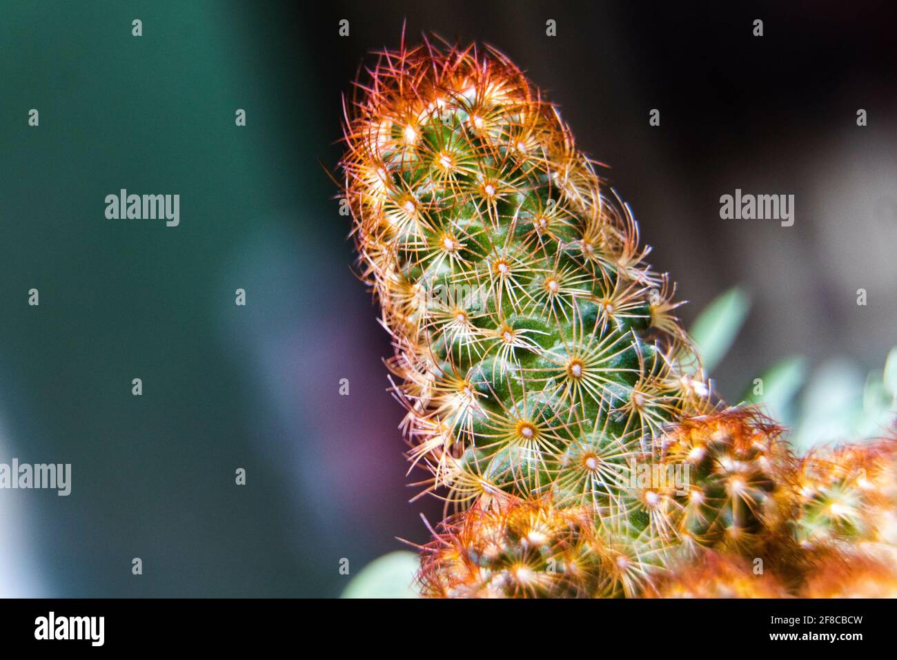 Closeup shot of a beautiful Mammillaria Elongata, a spiked gold lace cactus on a blurry background Stock Photo