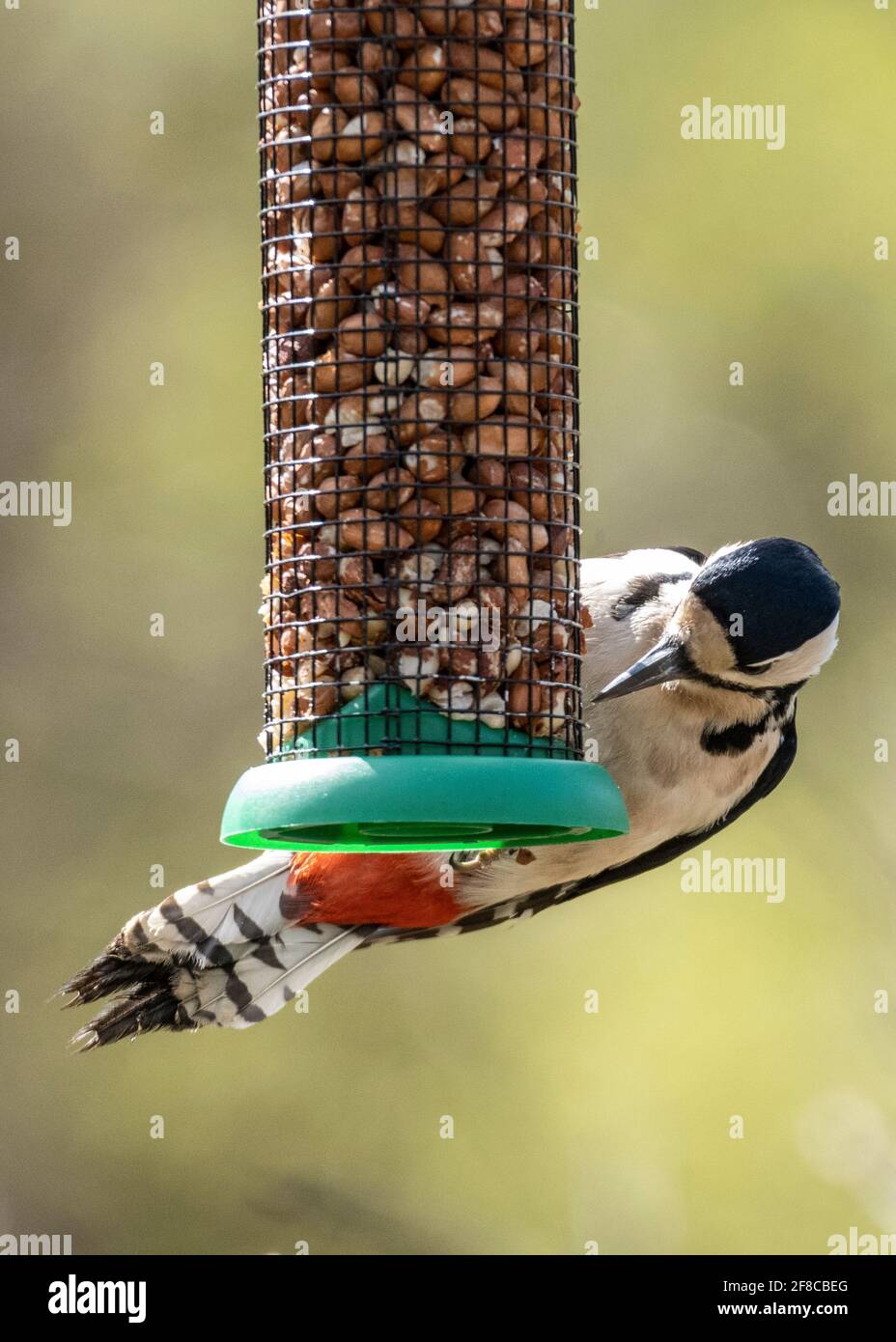 Female woodpecker on a peanut feeder in a country garden in Norfolk England Stock Photo