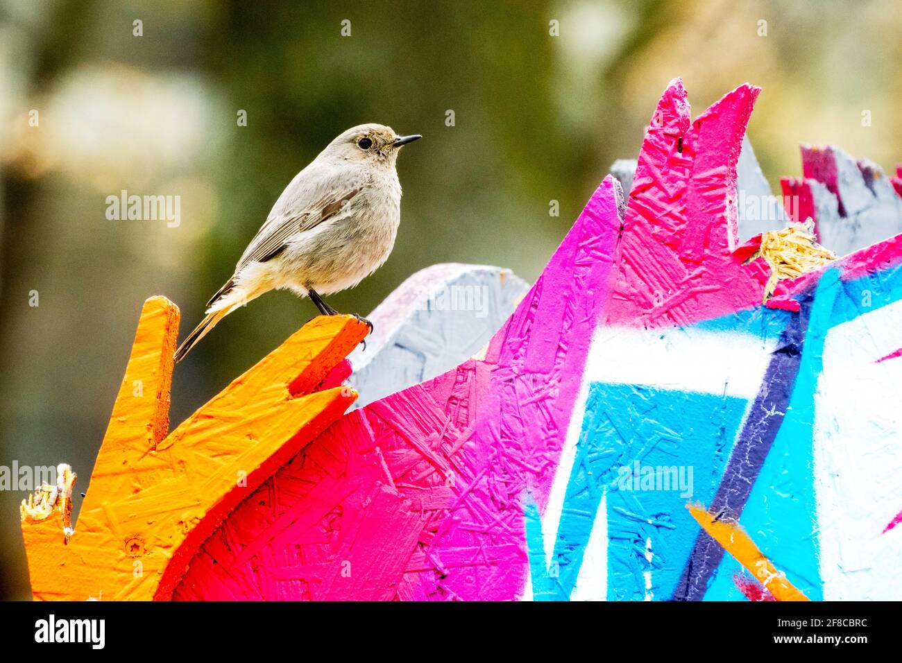 Common Redstart Phoenicurus phoenicurus Female Redstart City Bird Urban Bird Urban Animals Female Bird Perched on Colorful Fence City Animal Colourful Stock Photo