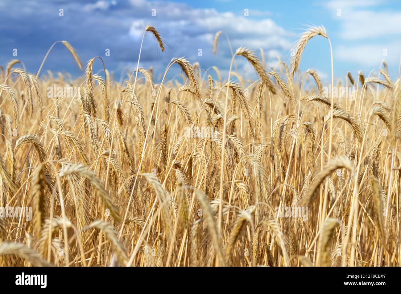 Scenic dramatic landscape of ripe golden organic wheat stalk field against dark stormy rainy overcast cloudy sky. Cereal crop harvest growth Stock Photo