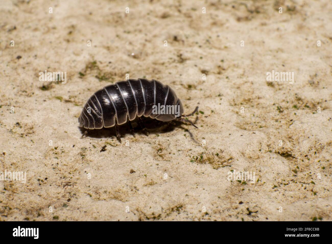 Potato bug hires stock photography and images Alamy