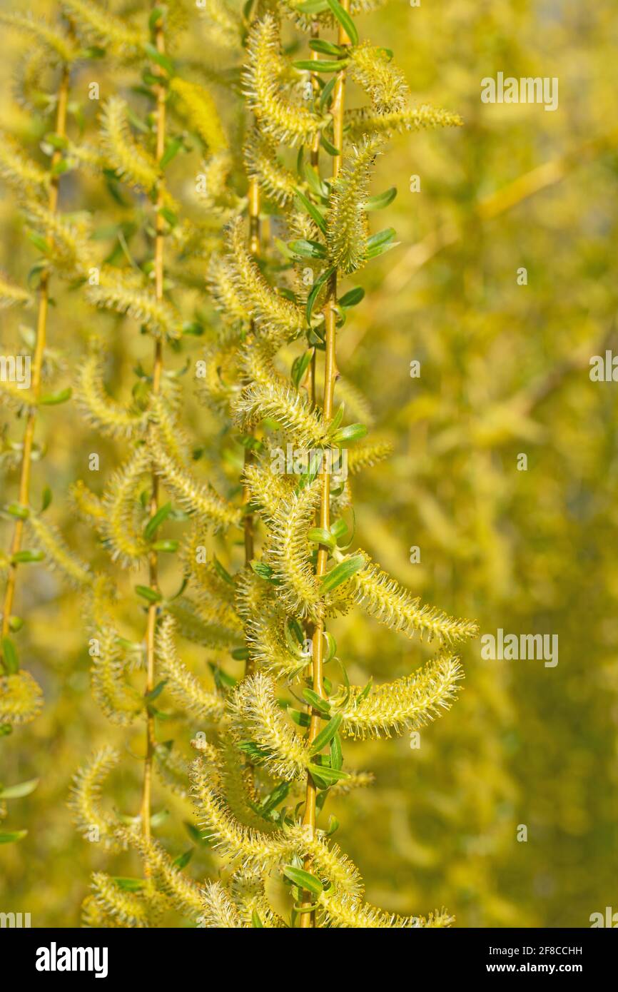 Male flowers of the weeping willow, Salix babylonica Stock Photo