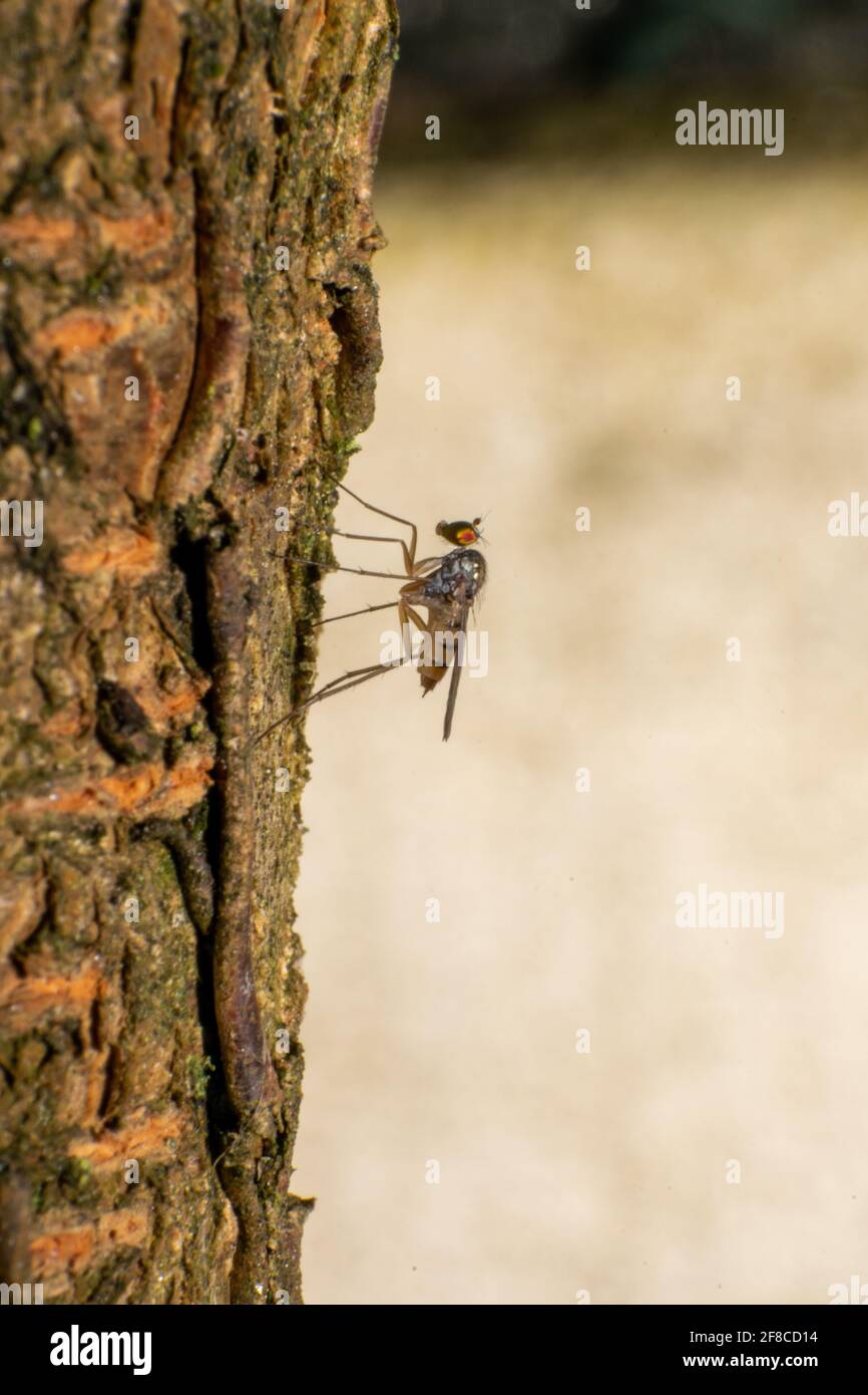 Long-legged fly, Dolichopodidae macro photography on a peer tree. Dolichopodidae, long-legged flies, are a large, cosmopolitan family of true flies. Stock Photo