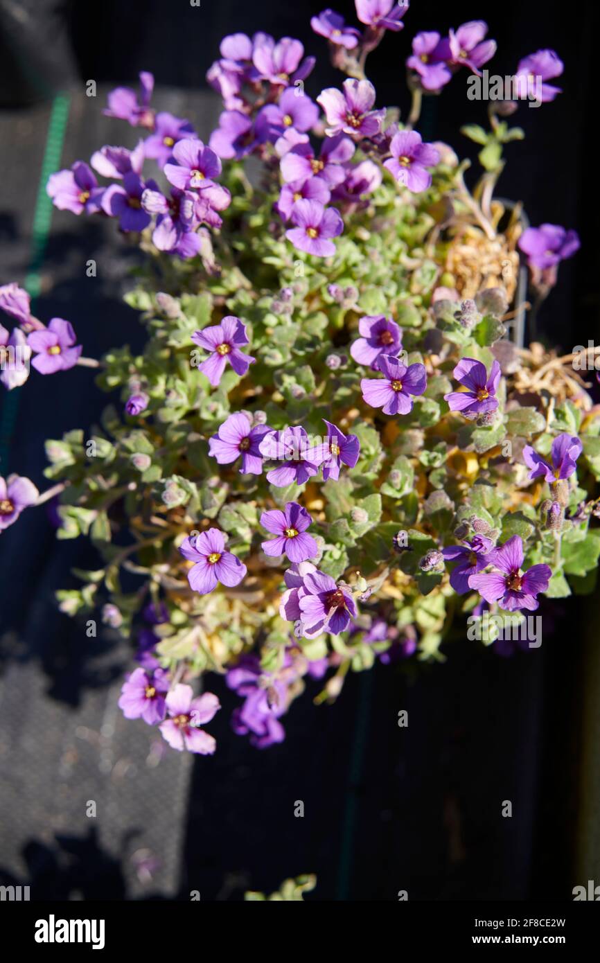 Purple Rock Cress (Aubrieta deltoidea) flowering durring the summer months. Stock Photo