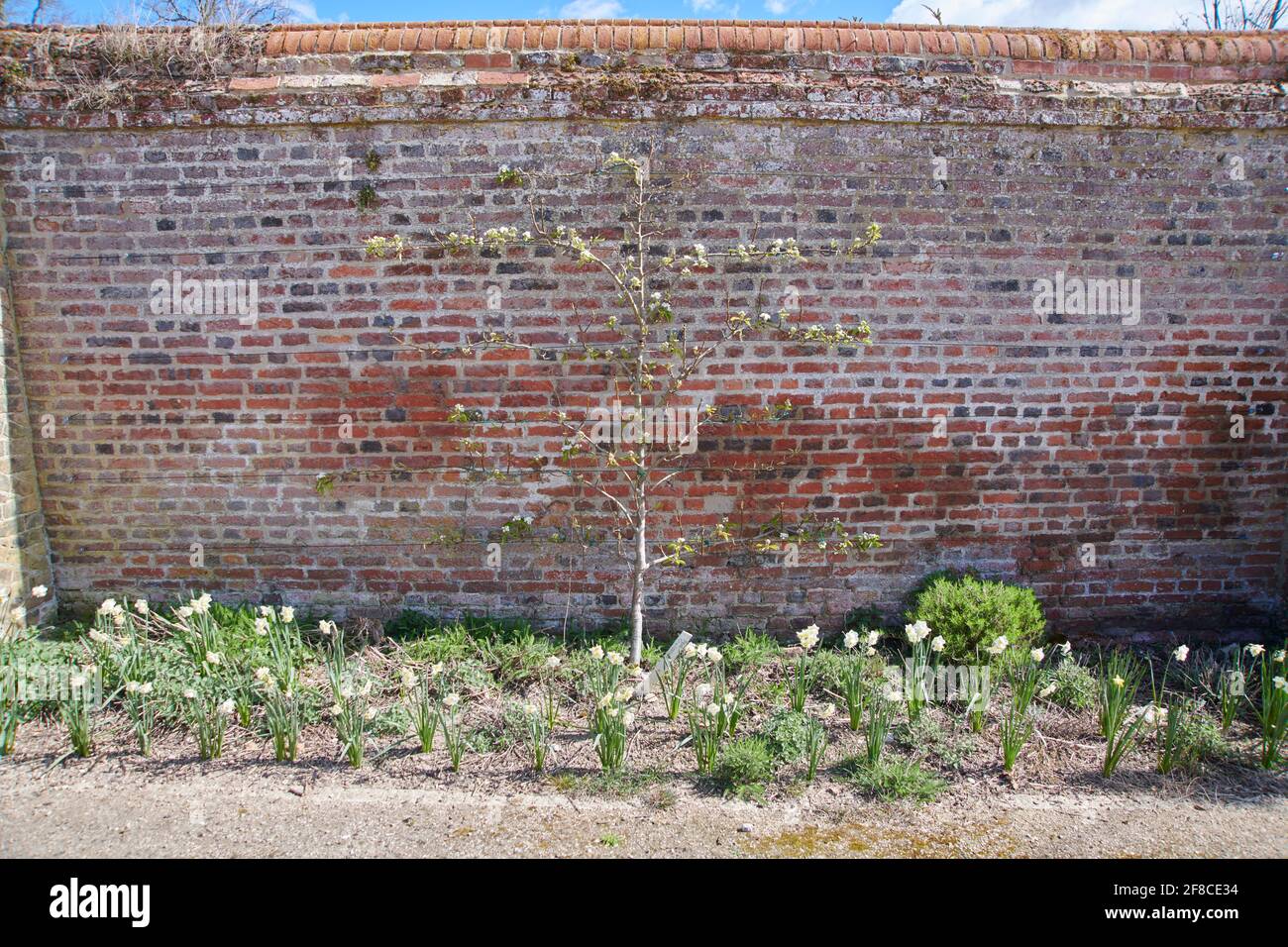 Victoria plum tree growing against a garden wall in an English garden