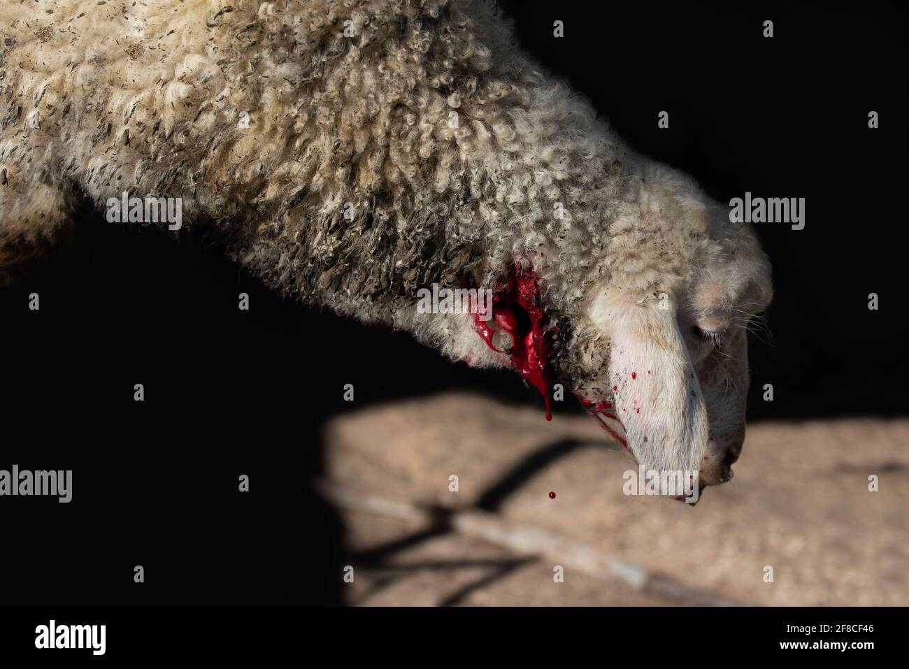 A young sheep is traditionally butchered and slaughtered and hangs upside down with a bleeding wound in front of a dark background Stock Photo