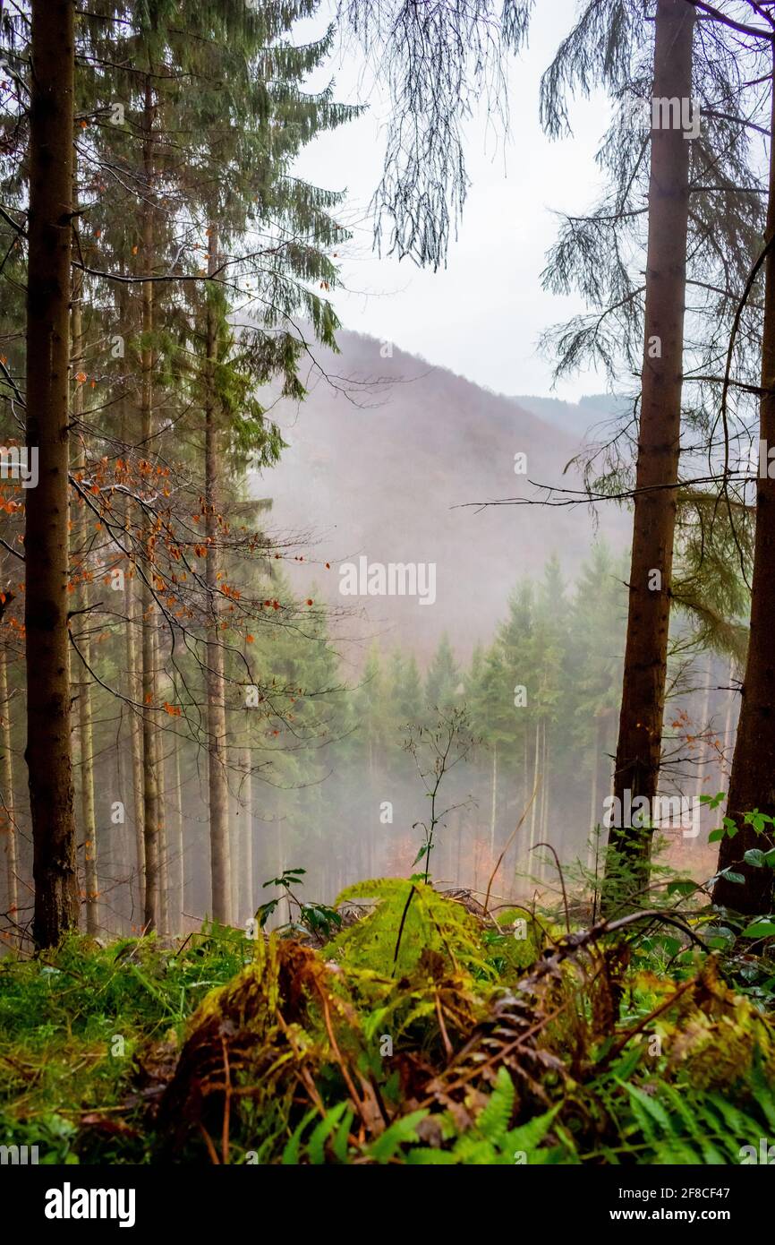Vertical shot of tall trees in a foggy forest Stock Photo - Alamy