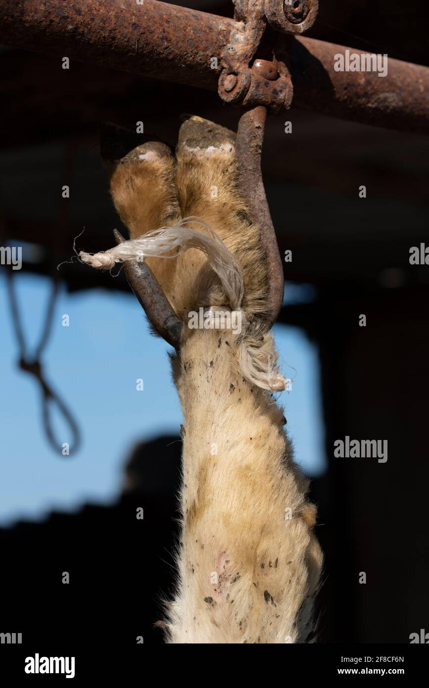 The feet of a slaughtered sheep hang from a rusty hook as a close-up Stock Photo