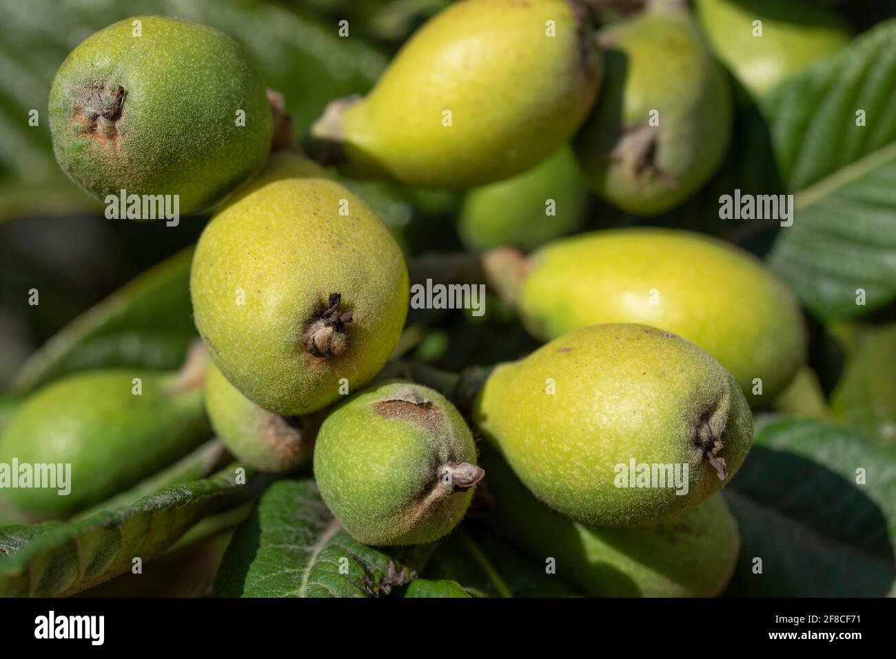 In Italy, immature medlars grow on a tree with green leaves Stock Photo
