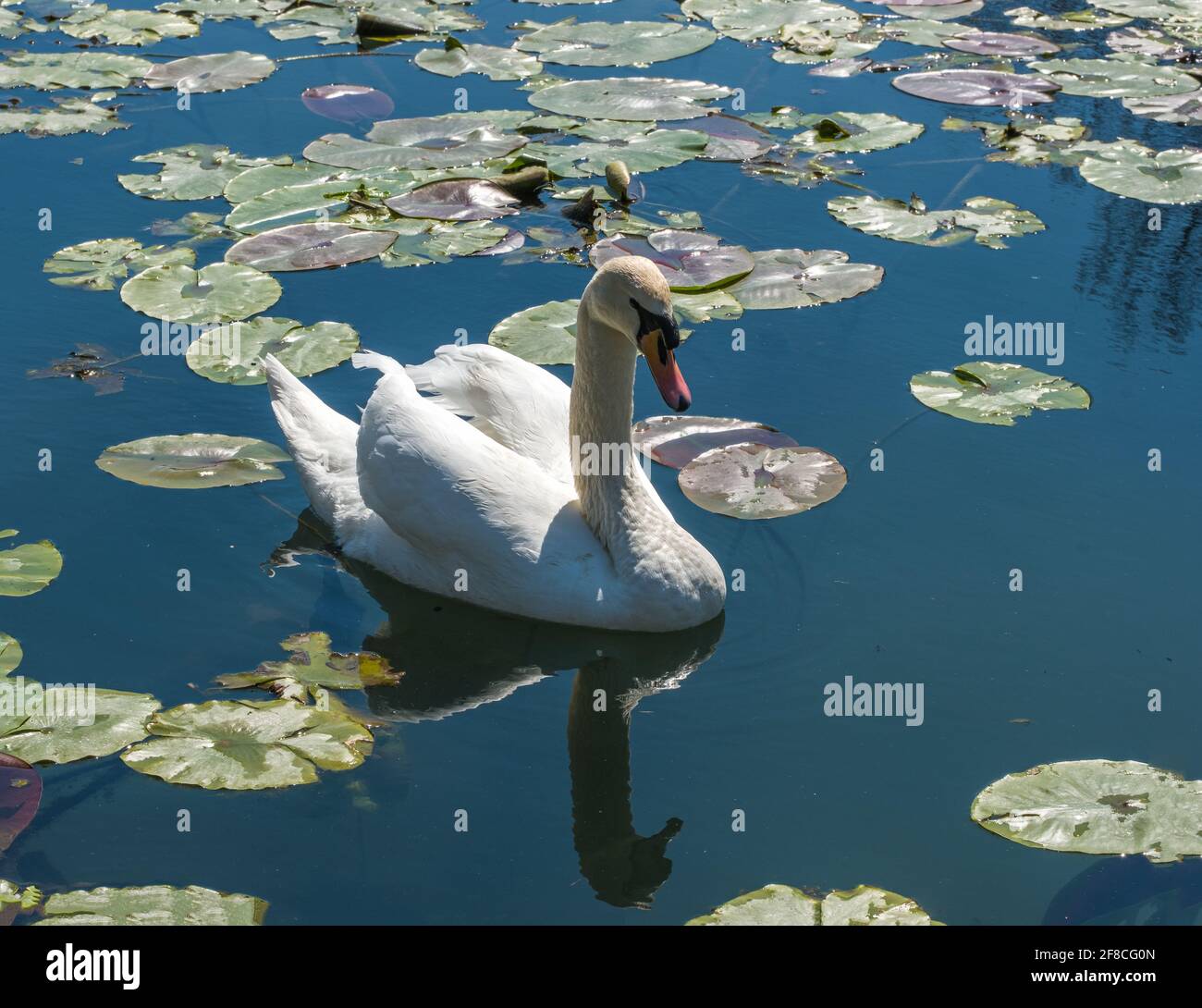 Swan on a lake with water lilies leaves Stock Photo