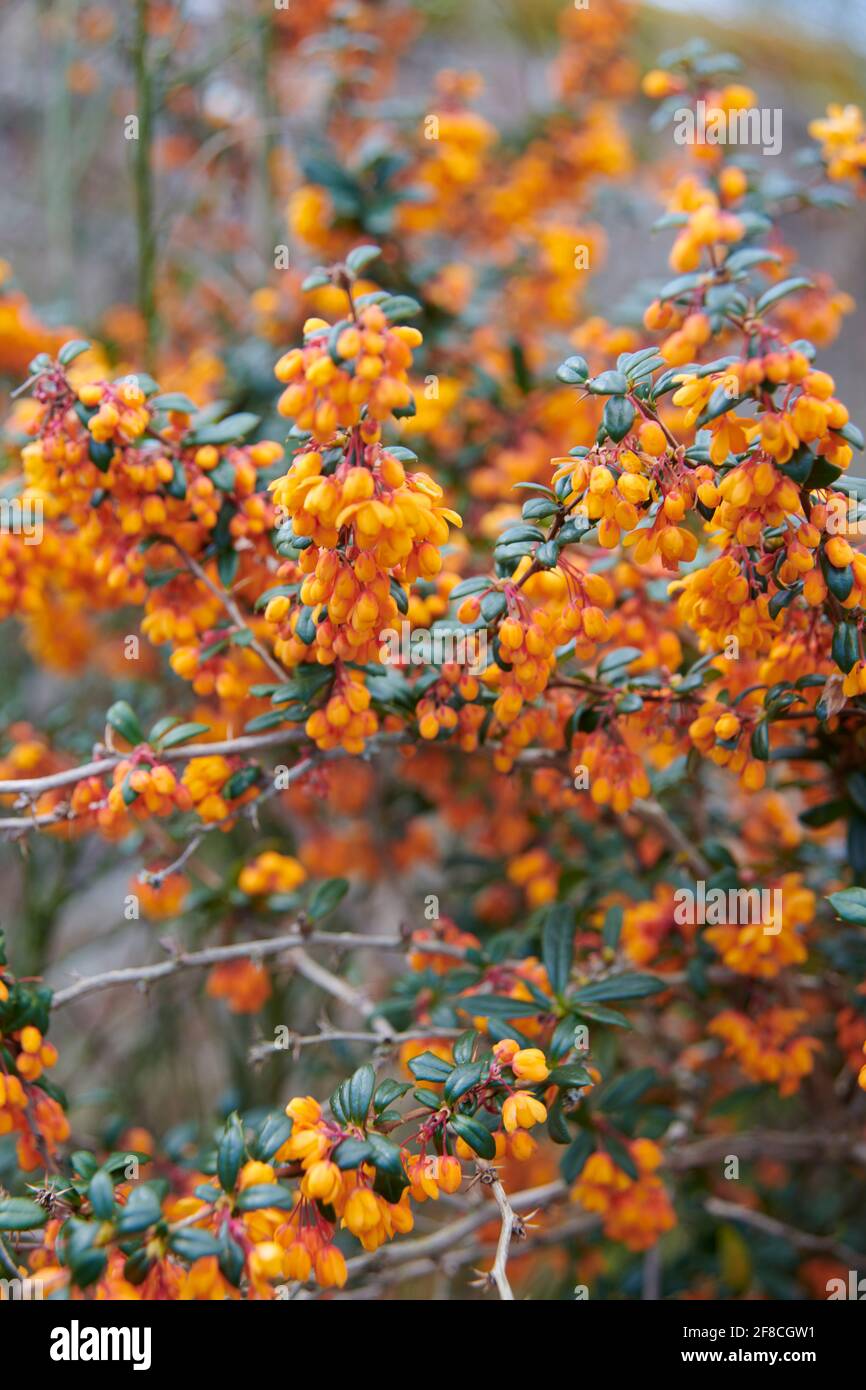 Common barberry or Berberis in full bloom durring the spring months, UK Stock Photo