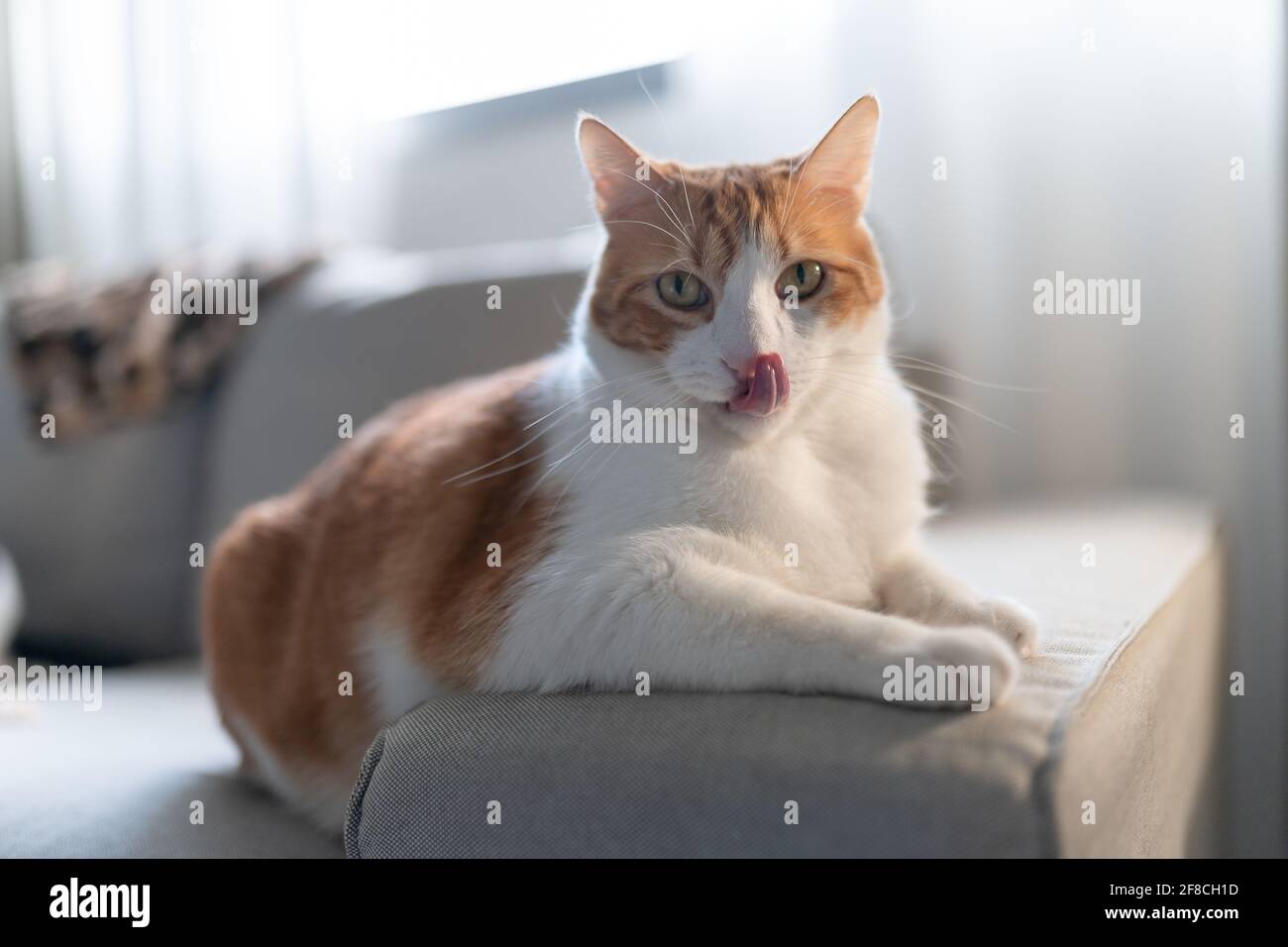 brown and white cat with yellow eyes lying on the sofa, licks its nose ...