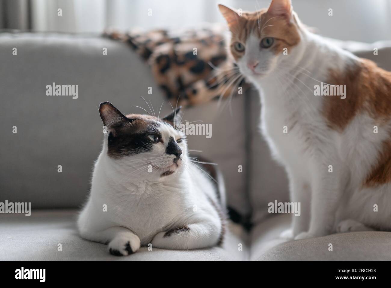 two domestic cats interact on the sofa Stock Photo